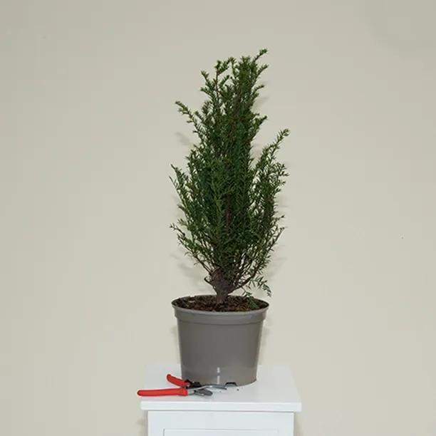 English Yew Hedge plant in 5 litre Pot