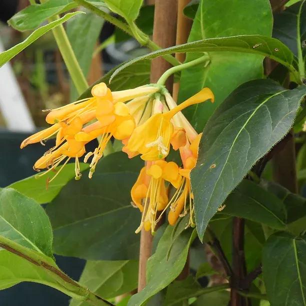Lonicera x tellmanniana Flower