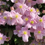 Tetrarose Clematis Flowers