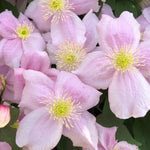 Tetrarose Clematis Flowers
