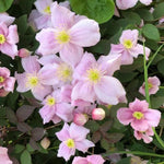 Tetrarose Clematis Flowers