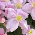 Tetrarose Clematis Flowers