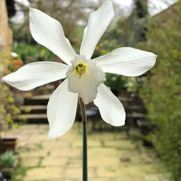 Thalia Daffodil Flowerhead
