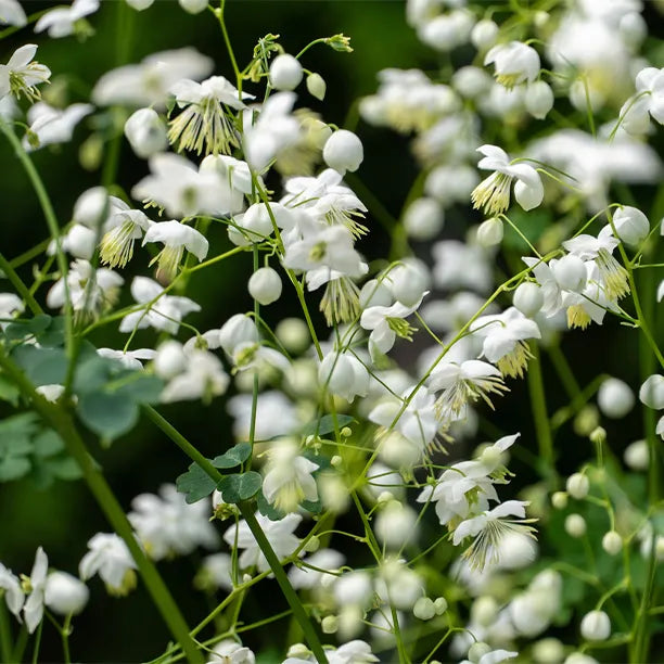 Close up of Thalictrum del Splendide White Flowers
