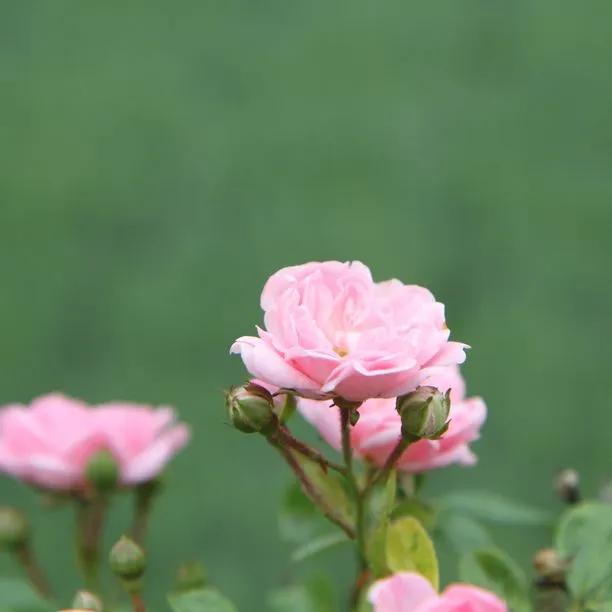 The Fairy Shrub Rose Flowers