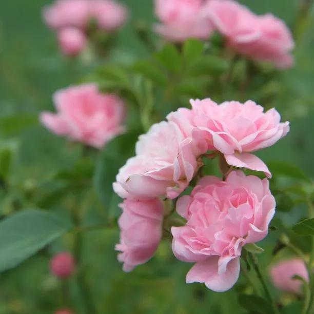 The Fairy Shrub Rose Flowers