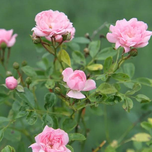 The Fairy Shrub Rose Flowers