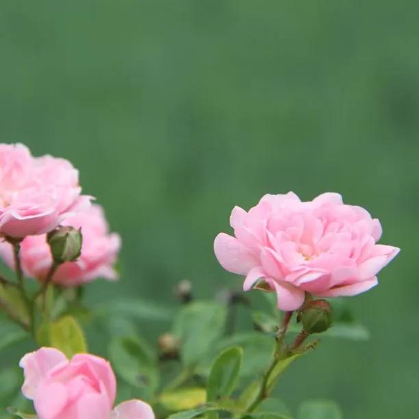 The Fairy Shrub Rose Flowers