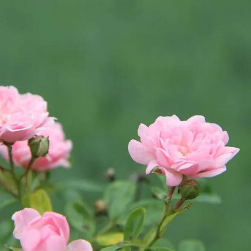 The Fairy Shrub Rose Flowers