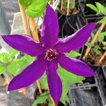 The President Clematis Flowers