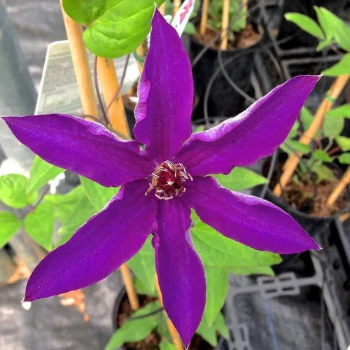 The President Clematis Flowers