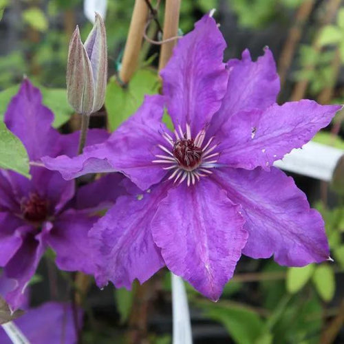 The President Clematis Flowers