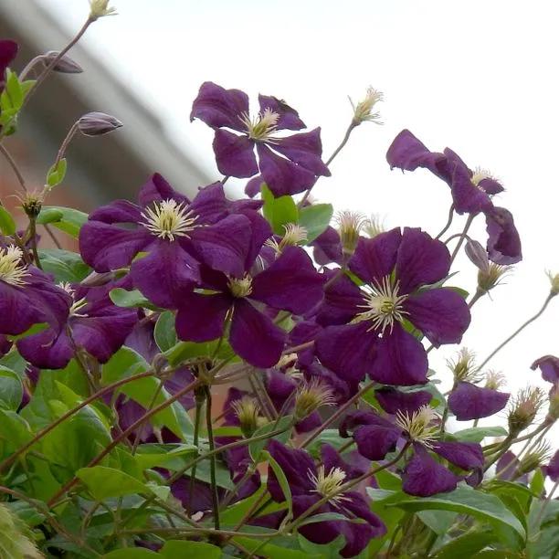 The Vagabond Clematis Flowers