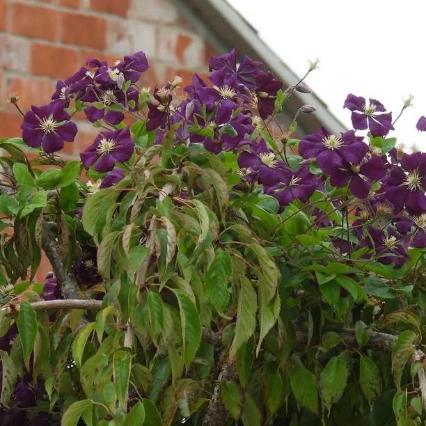 The Vagabond Clematis Flowers
