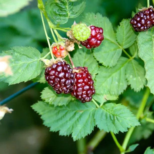 Thornless Boysenberry Fruit