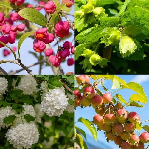 Flowers & fruit of plants in the thornless Hedge Mix: Spindle, Hazel, Crab apple, Viburnum
