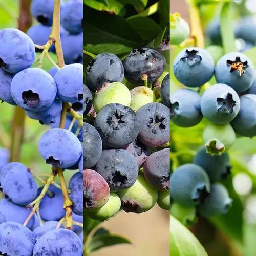 Three Blueberry Variety Collection Fruit