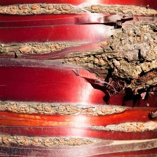 Tibetan Cherry Tree Bark