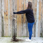 Bareroot Tickled Pink Maiden Apple Tree
