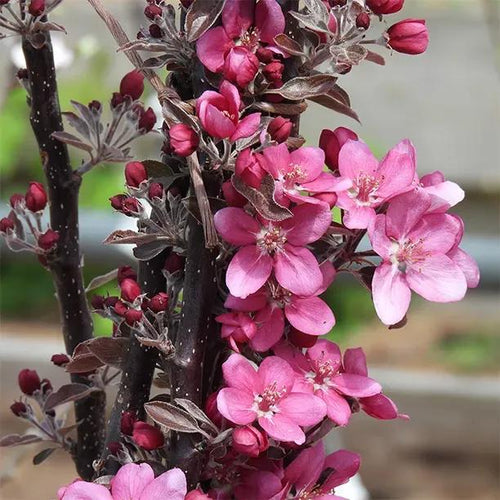Tickled Pink Apple blossom on the tree