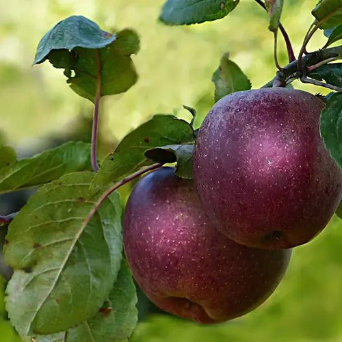 Tickled Pink Apples on the tree