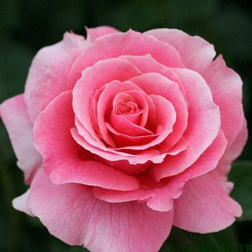 Tickled Pink Rose Flowers