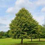 Greenspire Lime tree in Summer