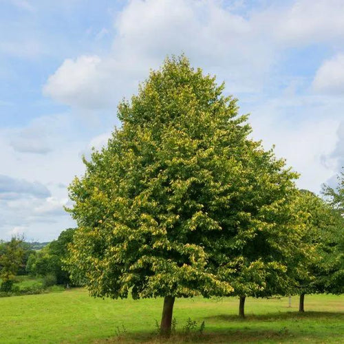 Greenspire Lime tree in Summer