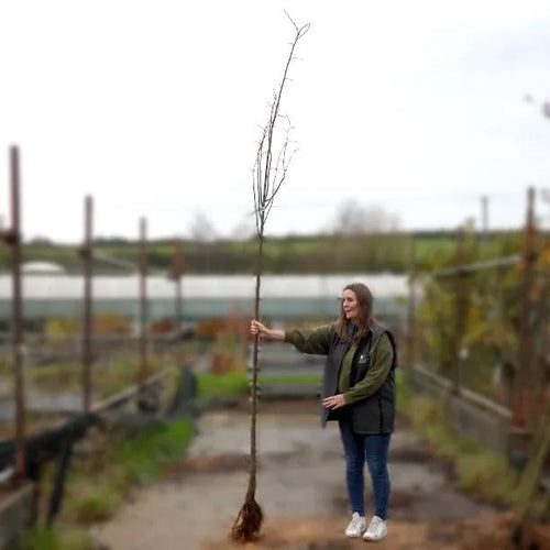 Bareroot 6cm to 8cm girth Standard Greenspire Lime Tree