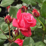 Timeless Charisma Rose Flowers