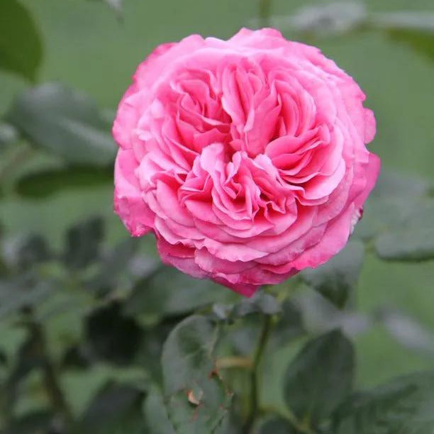 Timeless Pink Rose Flowers