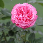 Timeless Pink Rose Flowers
