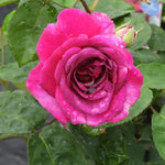 Timeless Purple Rose Flowers