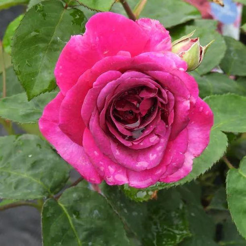 Timeless Purple Rose Flowers