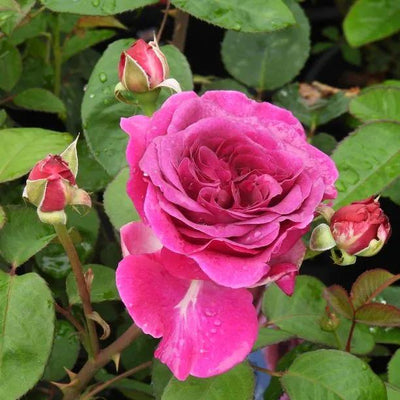 Timeless Purple Rose Flowers
