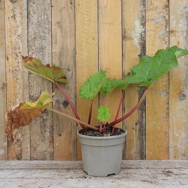 Timperley Early Rhubarb Plant in 3 Litre Pot