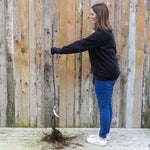 Bareroot Tom Putt Maiden Apple Tree