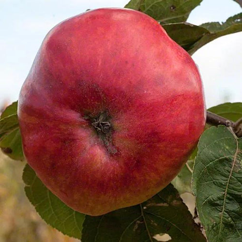 Tom Putt Apples on the tree