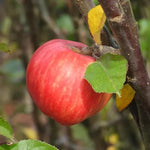 Tom Putt Apples on the tree