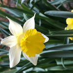 Topolino Daffodil Flowers