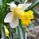 Topolino Daffodil Flowers