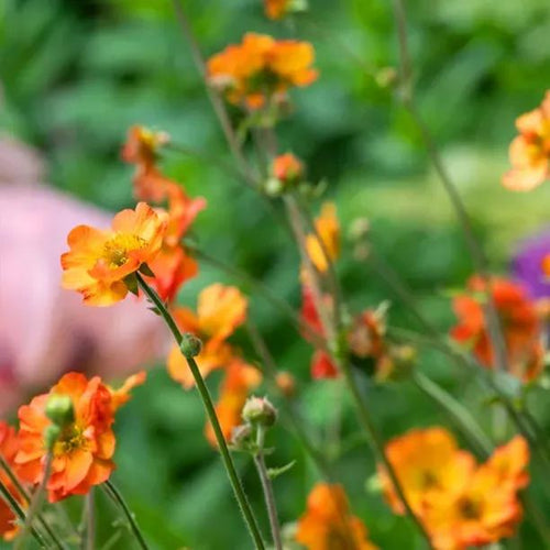 Totally Tangerine Geum Flowers