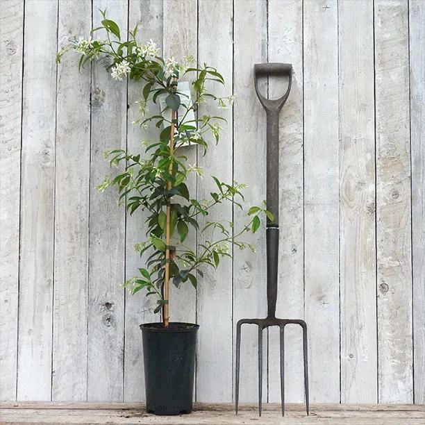 Trachelospermum jasminoides Plant in 3 Litre Pot