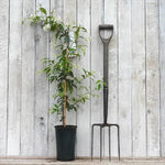 Trachelospermum jasminoides Plant in 3 Litre Pot