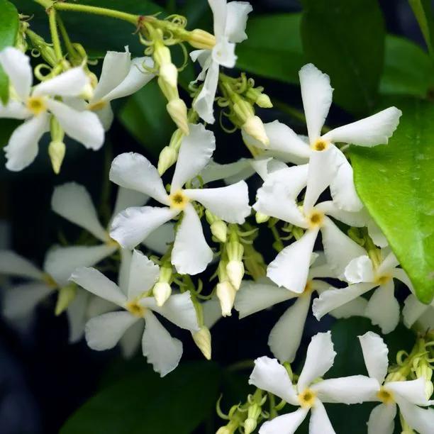 Trachelospermum jasminoides Flowers