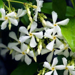 Trachelospermum jasminoides Flowers