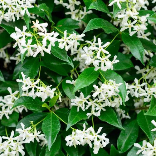 Trachelospermum jasminoides Flowers