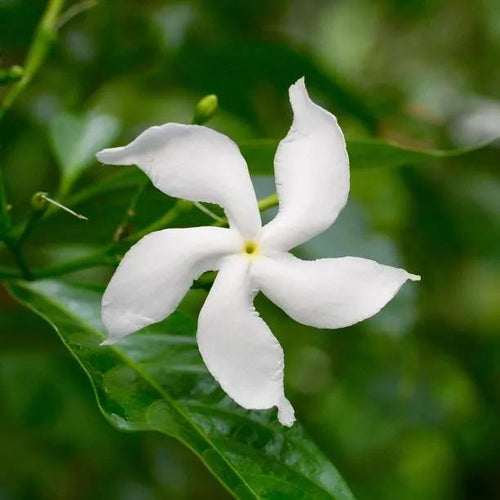 Trachelospermum jasminoides Flowers