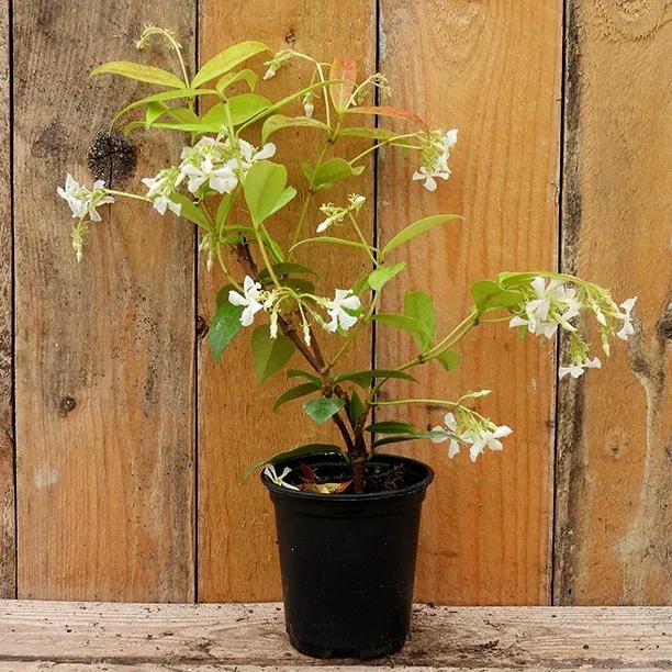 Trachelospermum jasminoides in P9 (9cm) Pot