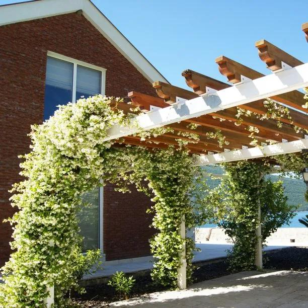 Mature Trachelospermum jasminoides growing over a pergola